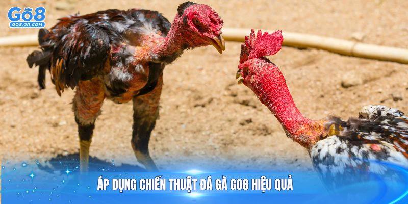 Áp dụng chiến thuật đá gà Go8 hiệu quả