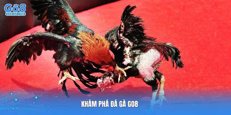 Khám phá đá gà Go8 để nhận ưu đãi đặc biệt
